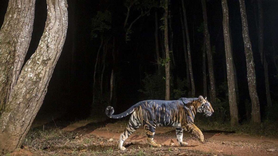 black tiger safari in odisha india