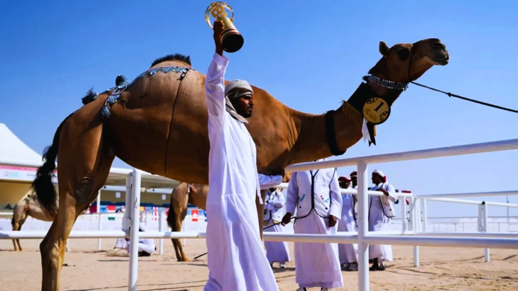 Cheering at your favourite camel.