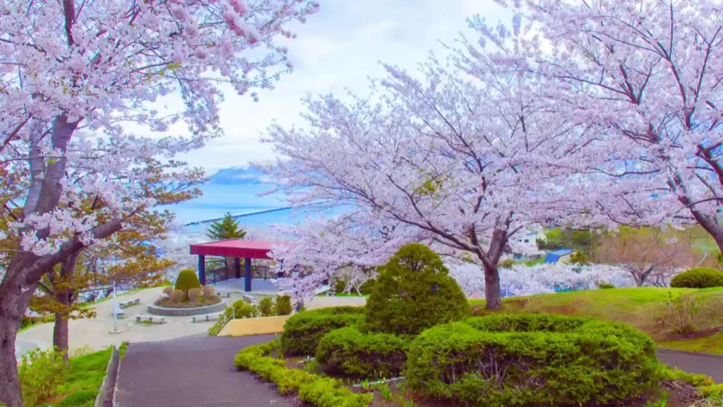 Hokkaido cherry blossom