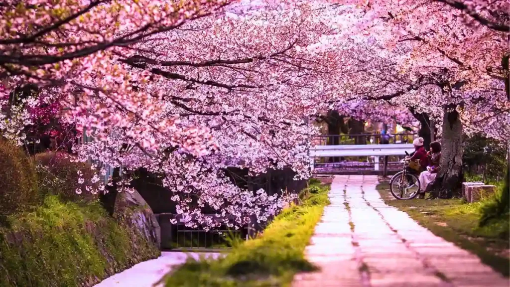 Kyoto cherry blossom