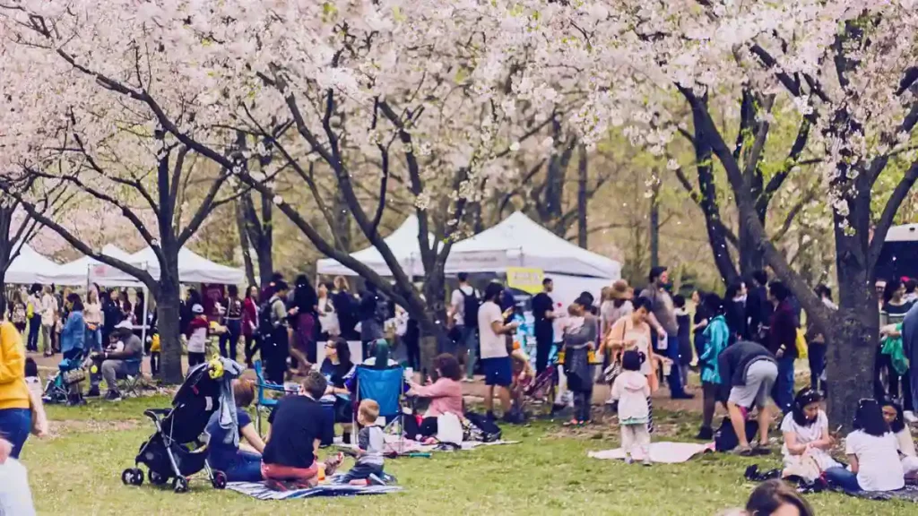 Savor hanami