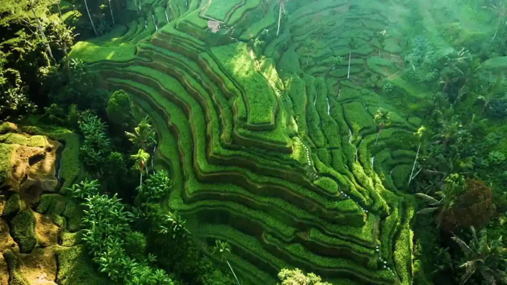 Tegallang Rice Terrace