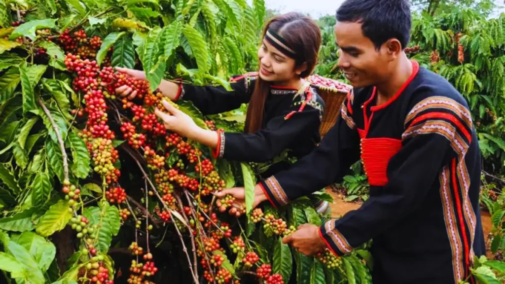 Visit Buon Ma Thuot - the coffee-making heartland of Vietnam   