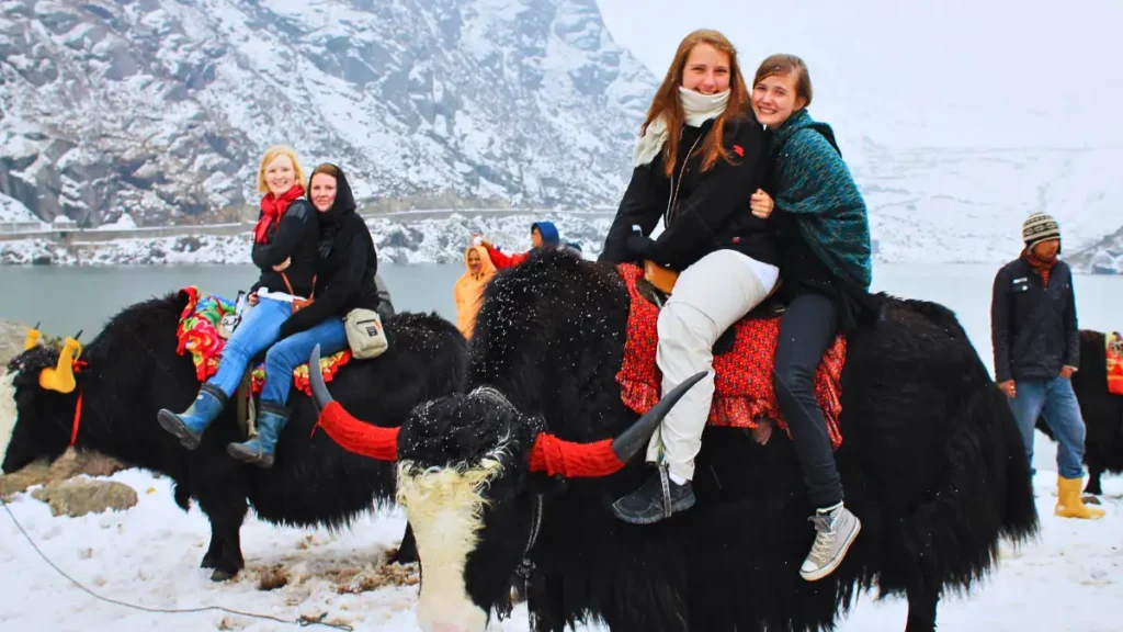 Yak Ride - Changu Lake