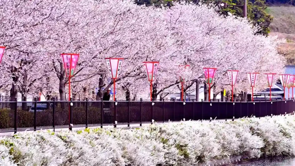 Japan Cherry Blossom 2024 Dates, Places & How to experience