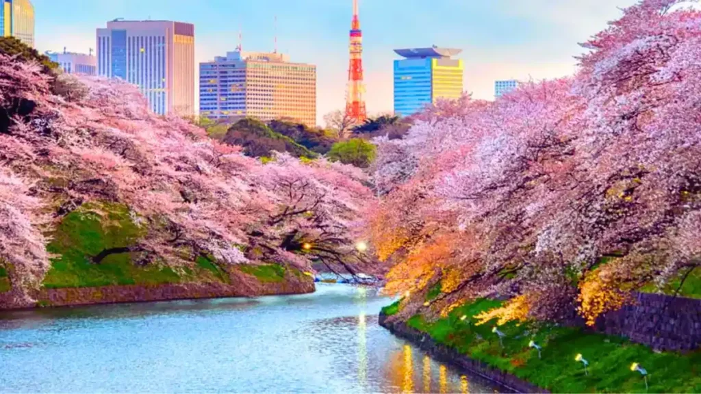 tokyo cherry blossom