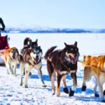 Dog Sledding in Finland