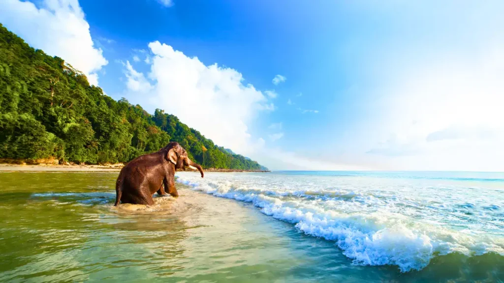 Elephant Beach