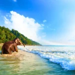 Elephant Beach