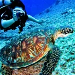 Andaman Underwater