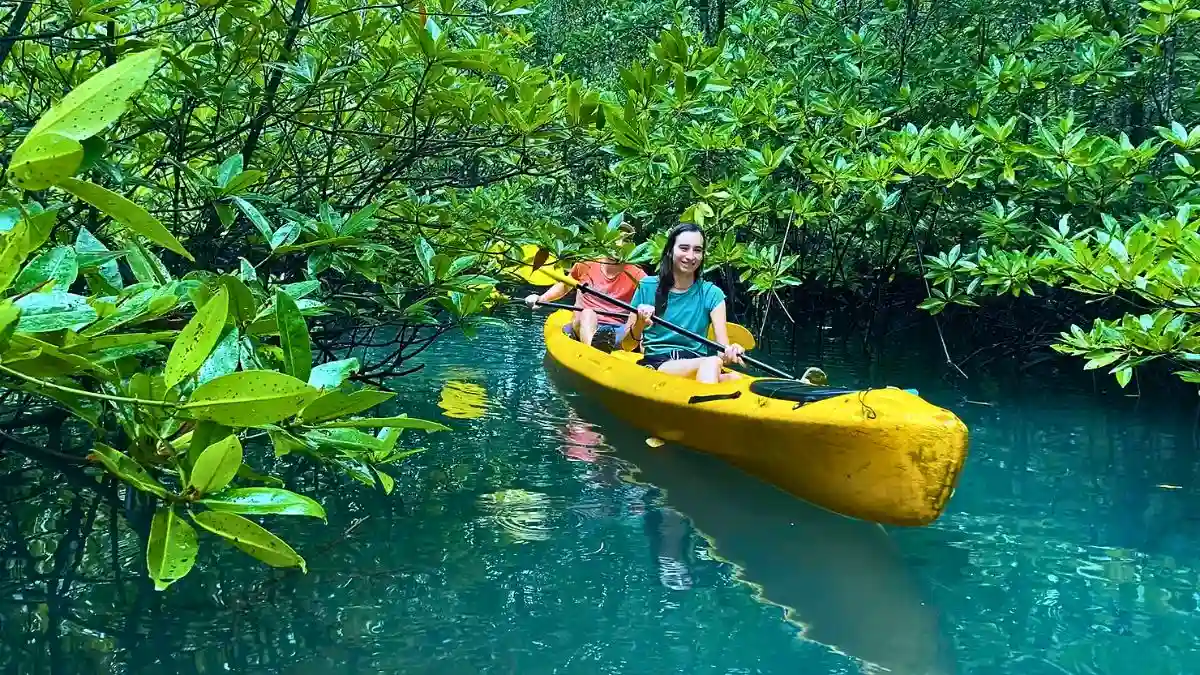 Kayaking Through Mangrove Forests