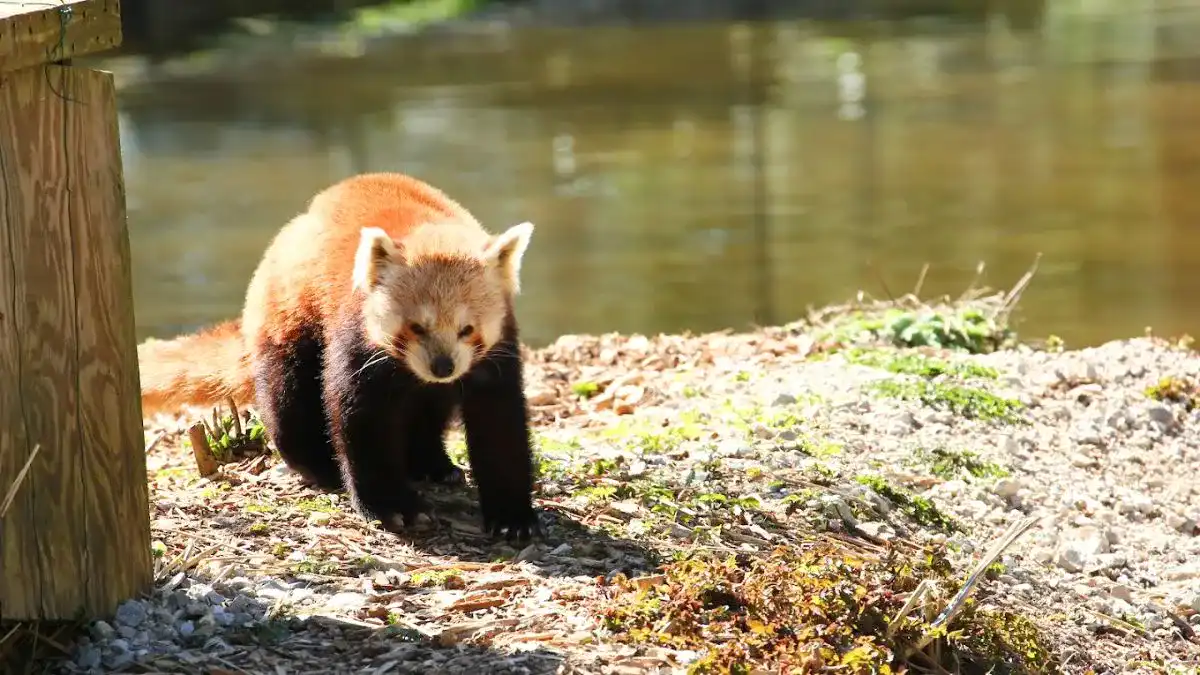 Watch Animals At Schmiding Zoo