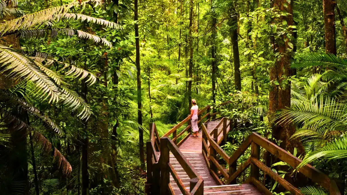 Daintree National Park