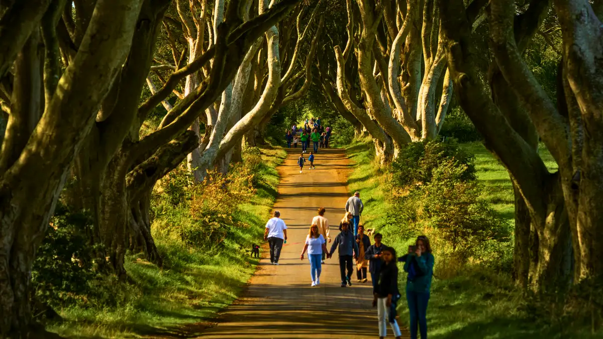 Dark Hedges