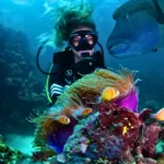 Dive into the Great Barrier Reef