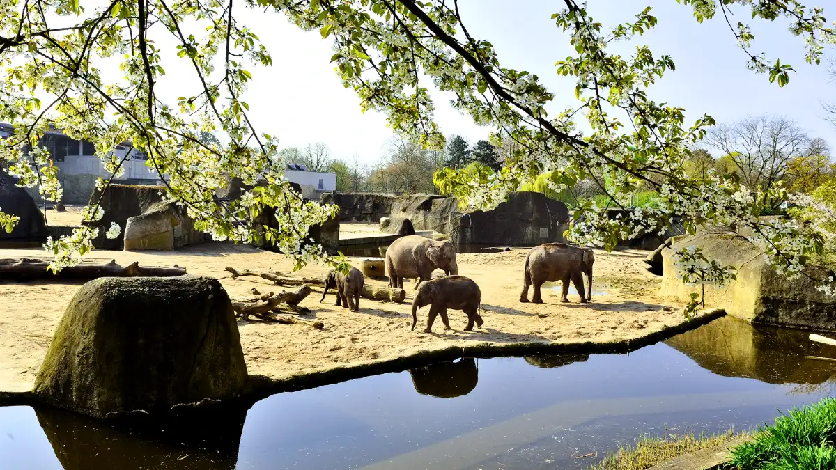 Koelner Zoo