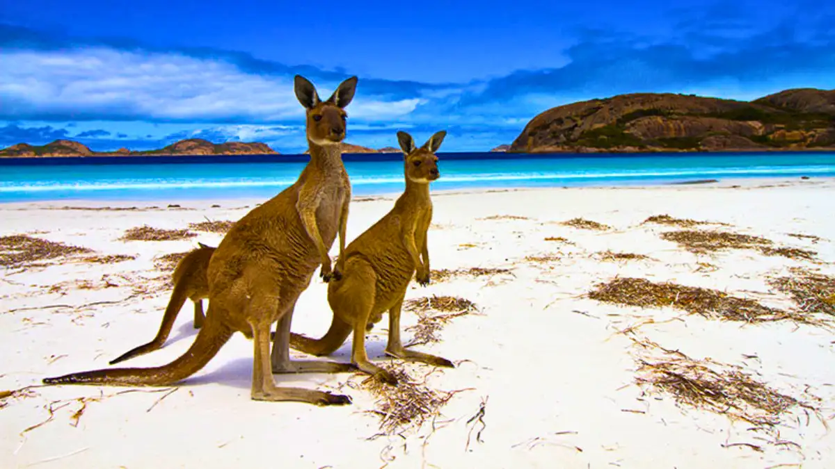 Meet wildlife on Kangaroo Island 