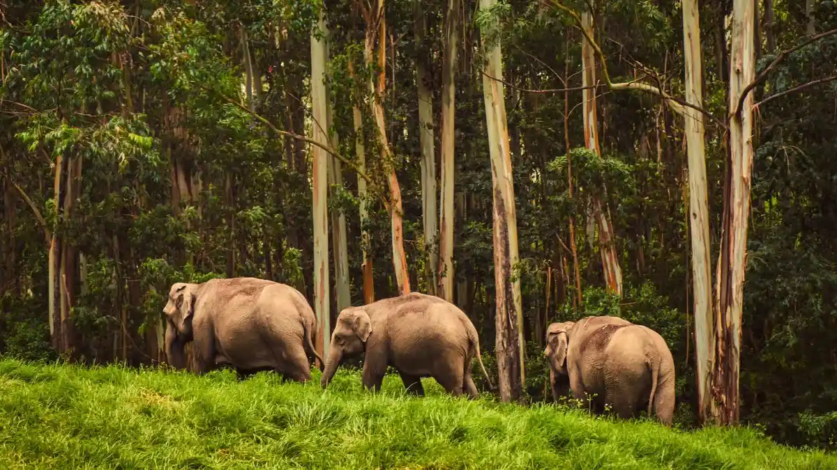 Periyar National Park