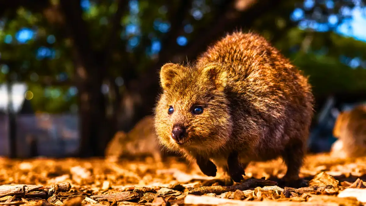 Spot a smiling Quokka at Rottnest Island 