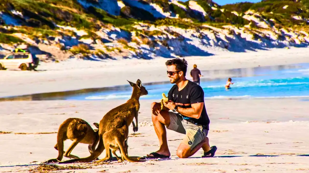 Sunbathe with kangaroos - Lucky Bay