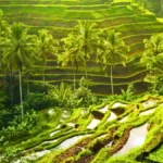 Tegallalang Rice Terraces