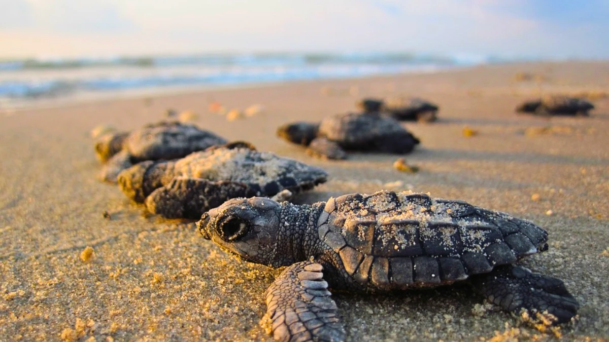 Watch Turtles hatch in Queensland 