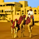 Camel Safari