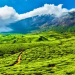 Sip a Cup of Tea in Munnar