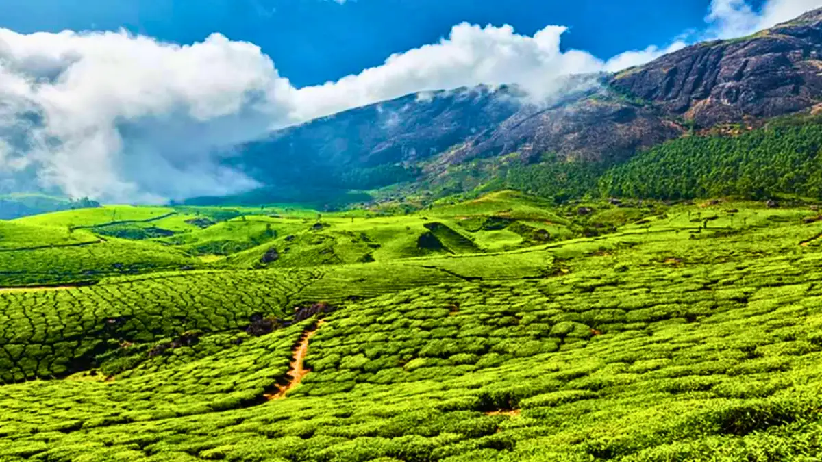 Munnar, Kerala