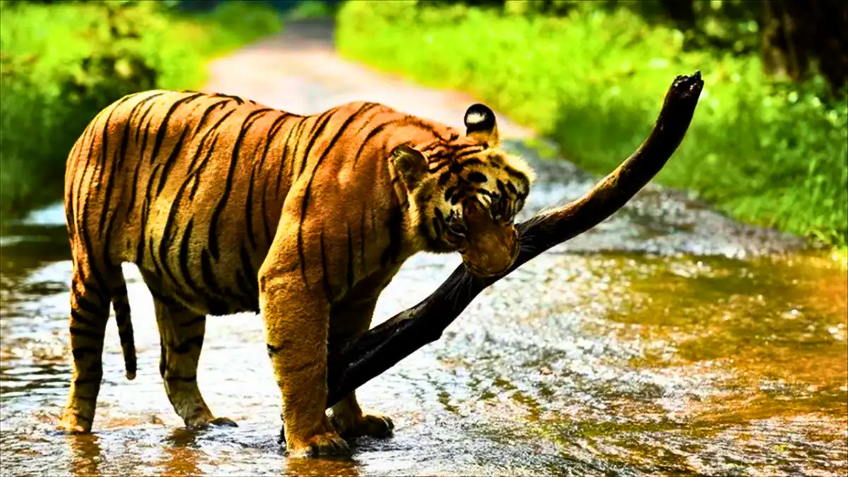 Spot Wildlife at Periyar Tiger Sanctuary