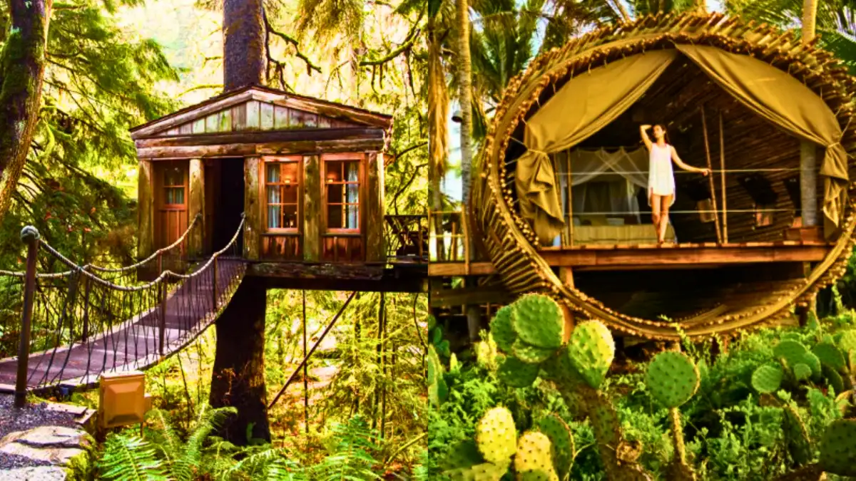 Stay In A Treehouse