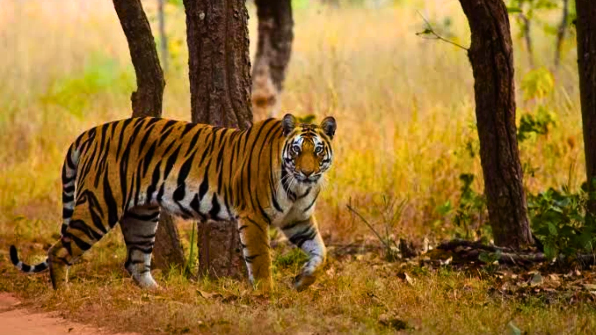 Bandhavgarh National Park