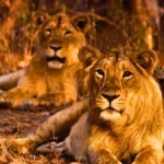 Gir National Park