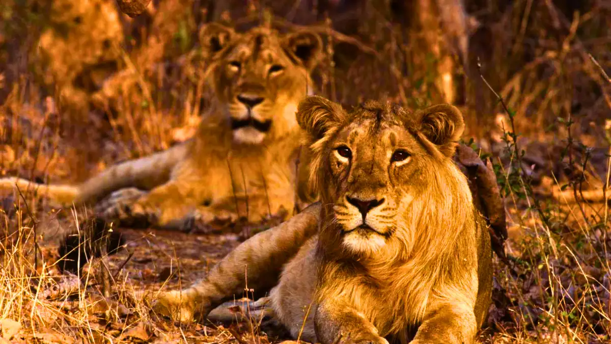 Gir National Park