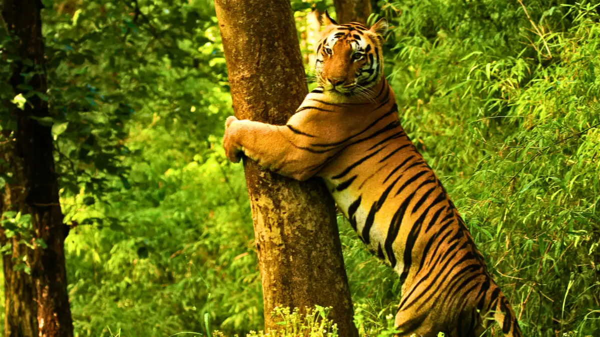 Kanha National Park