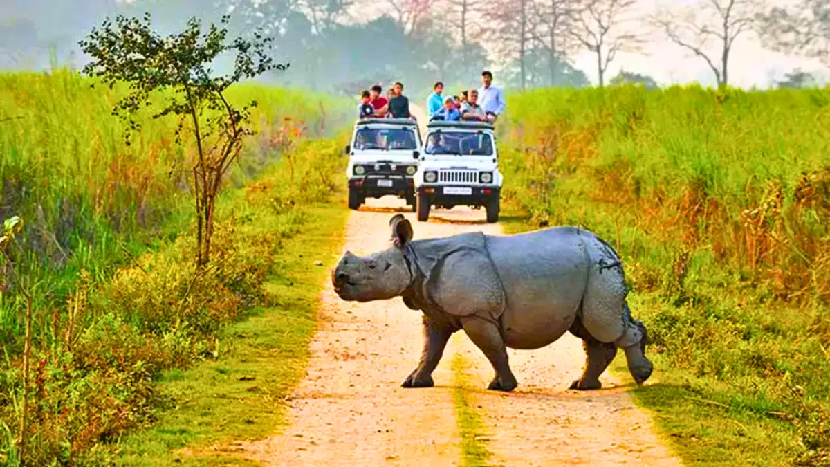 Kaziranga National Park, Assam