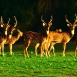 Nagarhole National Park