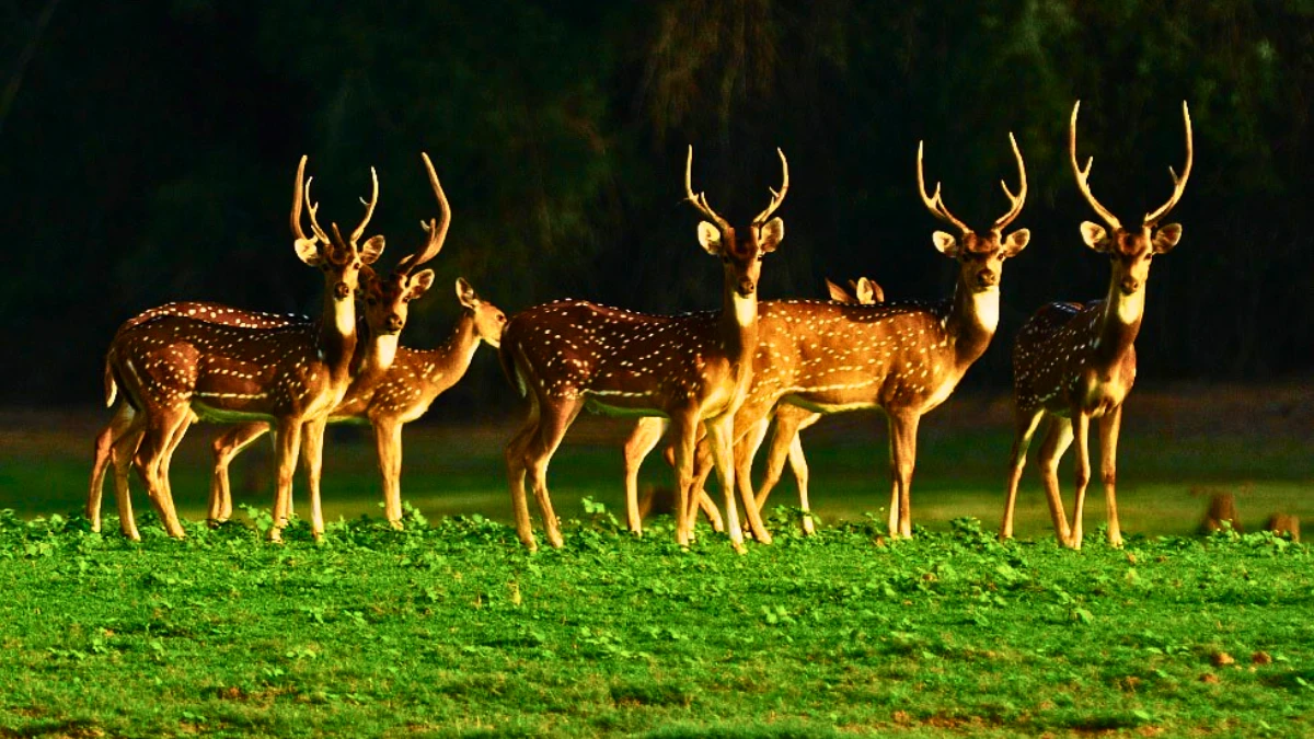 Nagarhole National Park