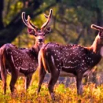 Pench National Park