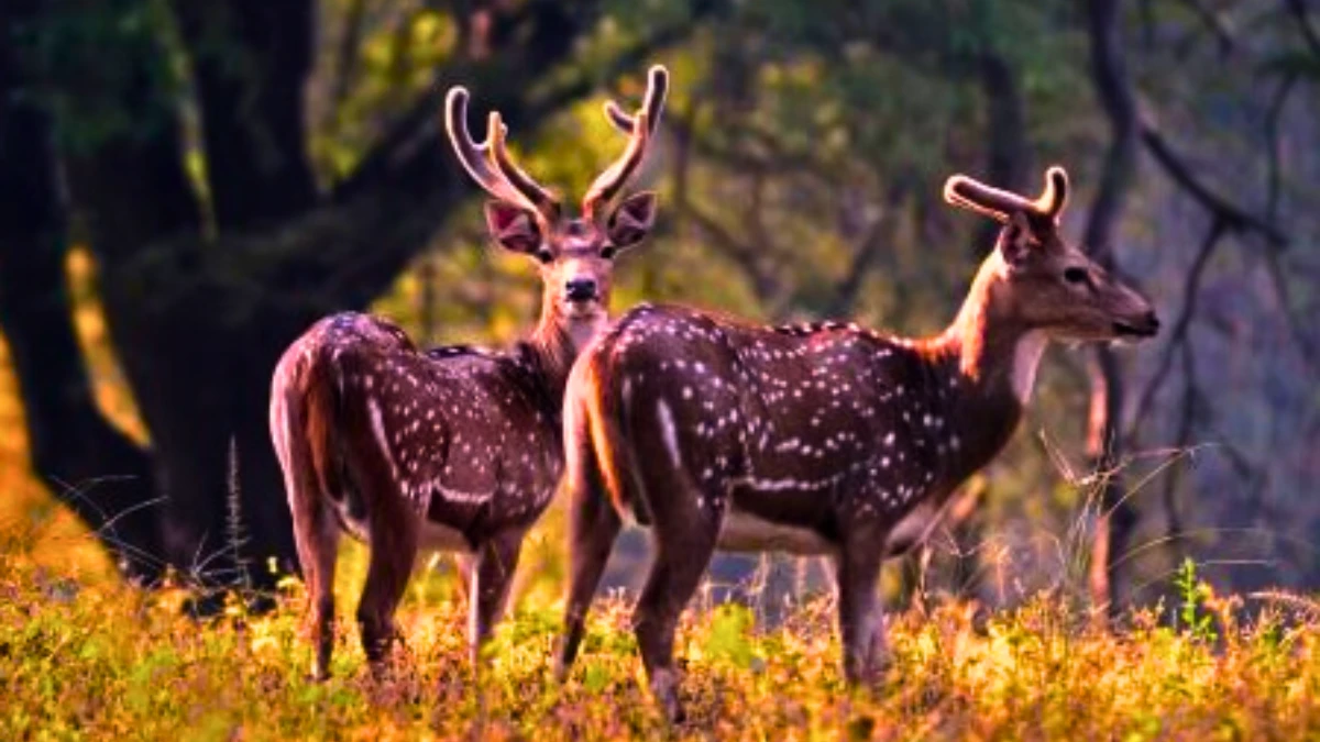 Pench National Park