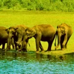 Periyar Wildlife Sanctuary