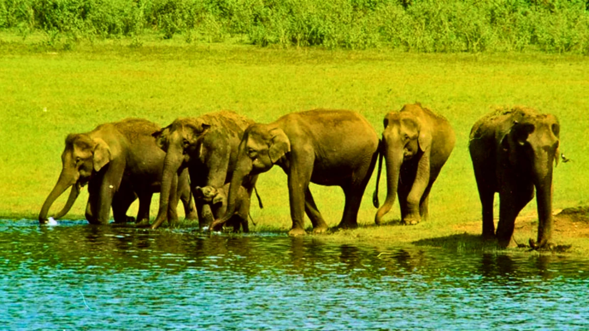  Periyar Wildlife Sanctuary