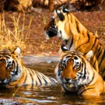 Ranthambore National Park