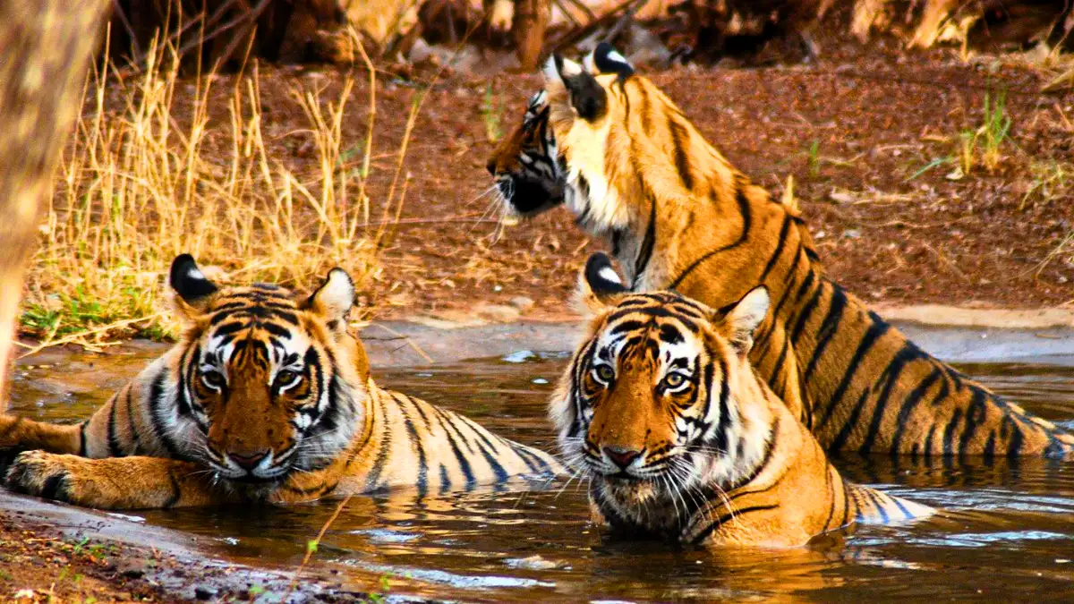 Ranthambore National Park