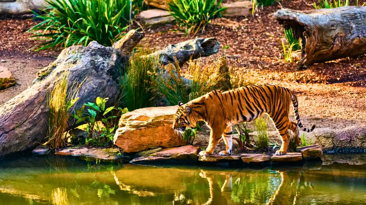 Sundarbans National Park