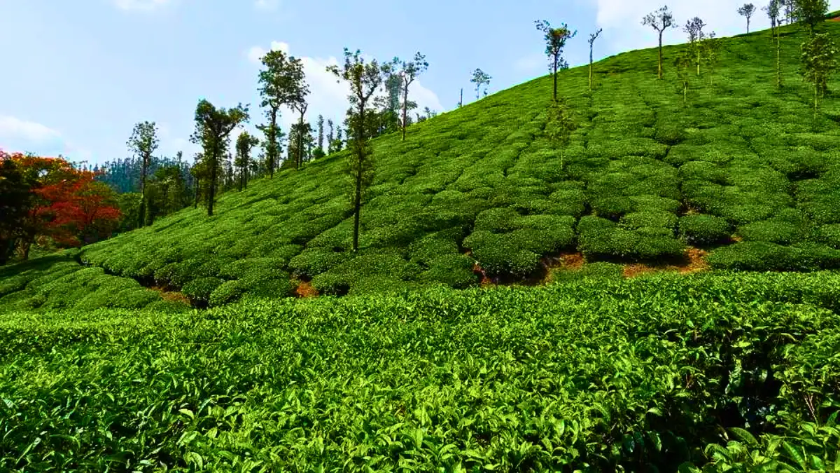 Chitra Tea Garden