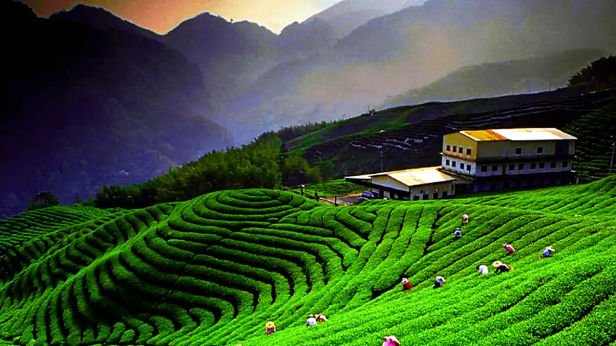  Kausani, Uttarakhand