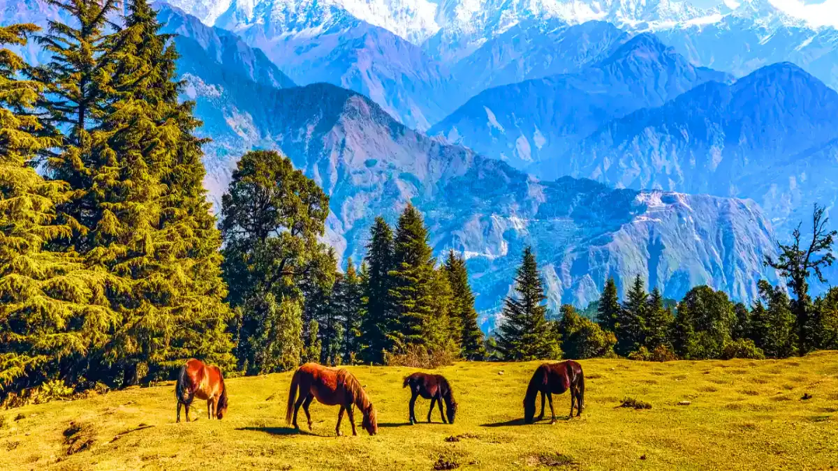 Munsiyari, Uttarakhand