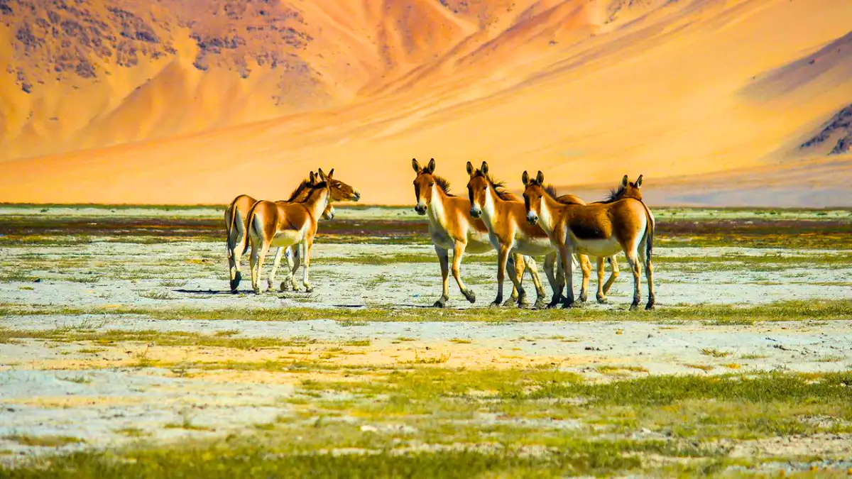 Hemis National Park