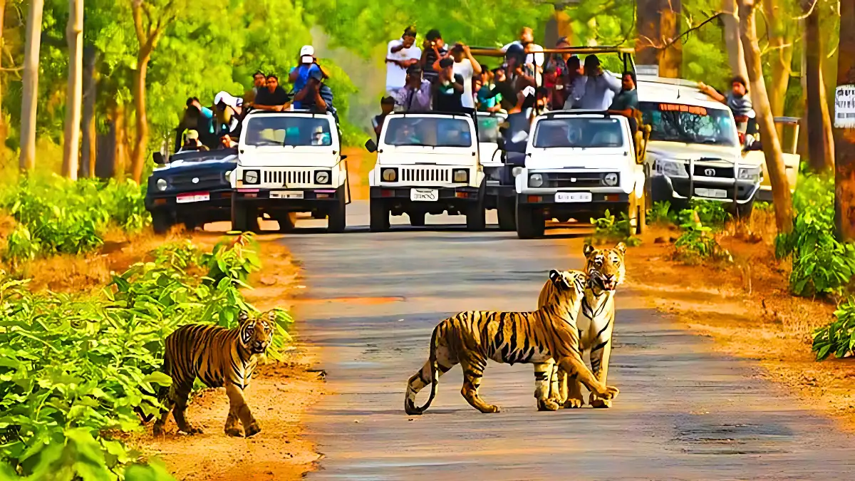 Kanha National Park, Madhya Pradesh
